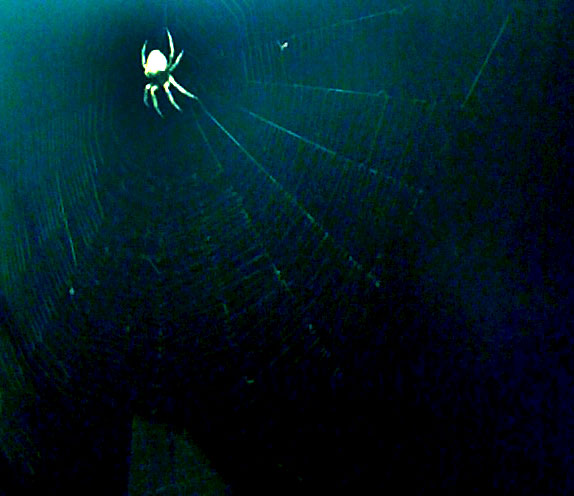 spider in the web